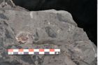 Foto (Detailansicht) von Plantae indet.  (NHMW-GEO-2024-0188-11384)